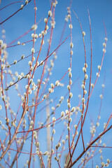 Fluffy branches of pussy willow blossomed in spring by Easter