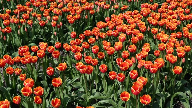 Tulip (Tulipa) fields in Holland, dollyshot over red tulips, Netherlands