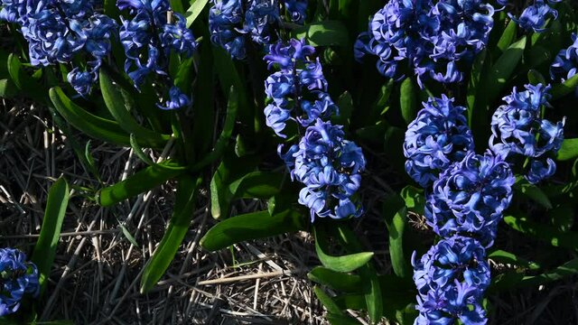 Hyacinth (Hyacinthus orientalis) flowerfield close-up dollyshot above the flowers, in the Netherlands.