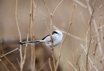 Long-tailed tit in a bush
