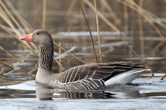 Greylag goose swimming in Riddersholm - Powered by Adobe