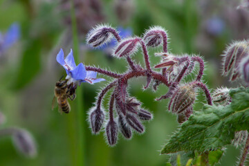 Close up of Borago officinalis, also known as a starflower, is an annual herb, It is native to the Mediterranean region,It has long been part of the human diet ,Beverage and used to flavour