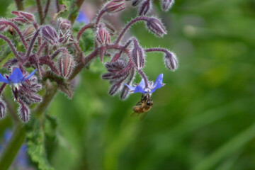 Close up of Borago officinalis, also known as a starflower, is an annual herb, It is native to the Mediterranean region,It has long been part of the human diet ,Beverage and used to flavour