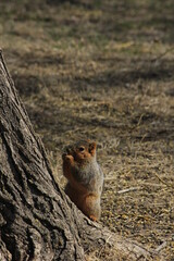squirrel on a tree eating a nut shot closeup in Sterling Kansas USA.