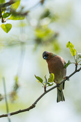 Chaffinch on a branch in the garden.