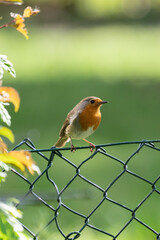 European robin on a fence in the garden.