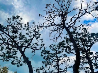 Natural sun flare with blue clouds sky and green leaves