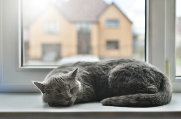 Gray cat of British breed sleeps on the windowsill.