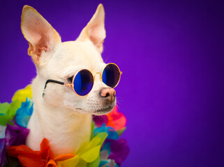 perro chihuahua