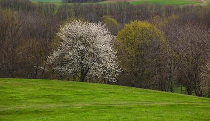 Fr&uuml;hlingserwachen
