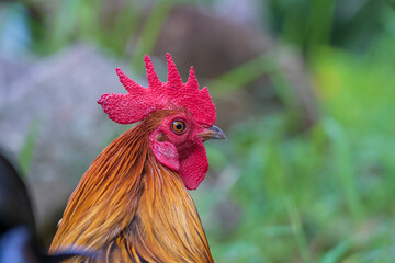 Portrait of a brown cock in the garden on a green background. Close-up © OlegD