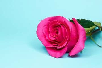 Pink rose on a blue background. March 8 concept with a rose on a blue background, space for text. Single beautiful pink rose on blue background
