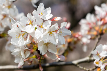 tree blossom