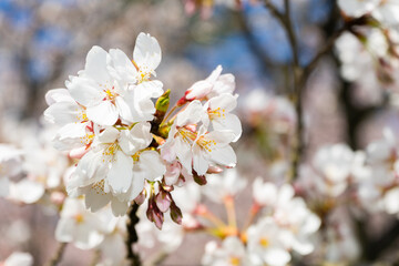 cherry tree blossom