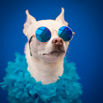 perro chihuahua