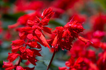 red flower