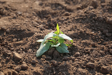 Young sprout in the ground