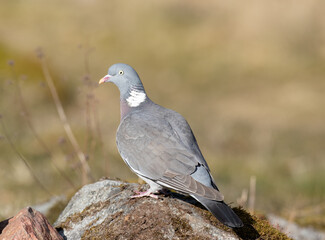 Fototapeta premium Common wood pigeon on a stone