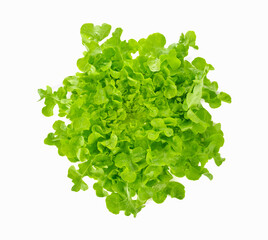 Obraz na płótnie Canvas Green oak lettuce on white background.