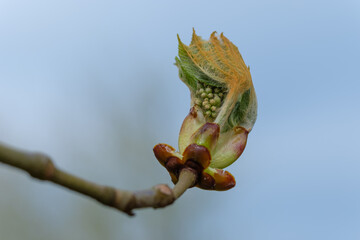 Makro: Frische Knospe / Trieb / Blüte im Frühling an einem Kastabienbaum / Kastanie /...