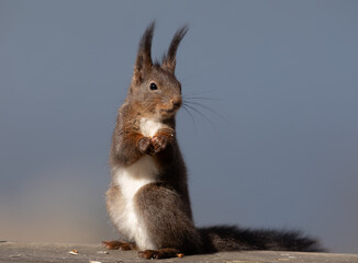 Red squirrel on the porch © Johan