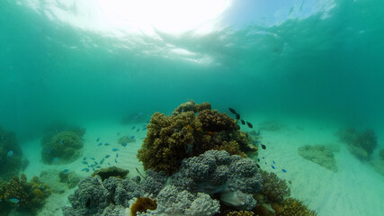 The Underwater World of the with Colored Fish and a Coral Reef. Tropical reef marine. Philippines.