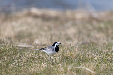 White wagtail on the grass