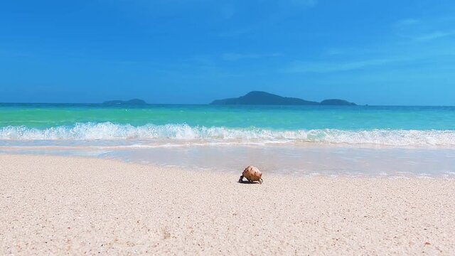 Beautiful tropical beach with blue sky and white cloud background.The hermit crab walks into the sea.