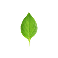 Fresh basil leaves on white background