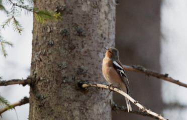 Chaffinch on a branch