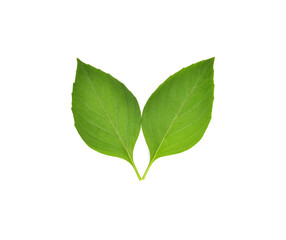 Fresh basil leaves on white background