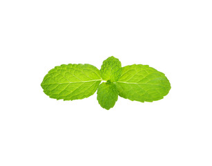 Fresh mint leaves isolated on white background.