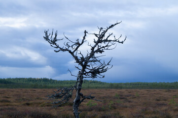 northern forest swamp moss dead tree