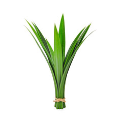 fresh pandan leaves isolated on white background