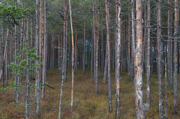 Northern boreal forest autumn swamp