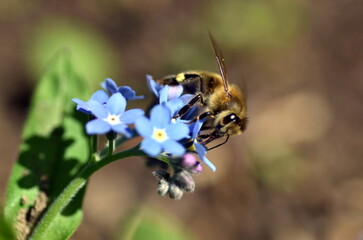 Biene auf einer Vergissmeinnichtblüte