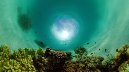 Obraz na płótnie Canvas Colourful tropical coral reef. Scene reef. Marine life sea world. Philippines.