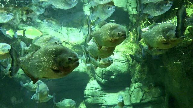 A flock of predatory piranhas swims underwater against the background of stones
