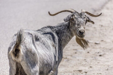 Wild goat on the island of Kos, Greece