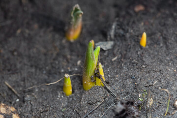 the first green sprouts of early spring flowers make their way to the sun