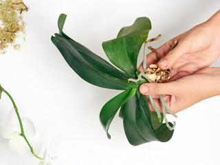 Woman transplanting orchid at home