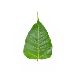 Obraz premium Po leaf or Pho leaf isolated on white background.