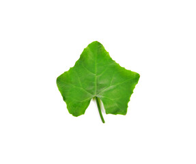  green leaves isolated on white