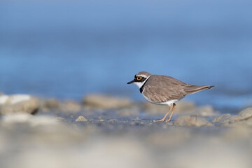 Little ringed plover in the Italian rivers 