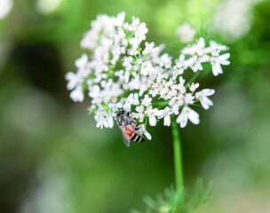  honeybee collecting pollen at white flower.