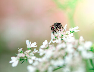  honeybee collecting pollen at white flower.