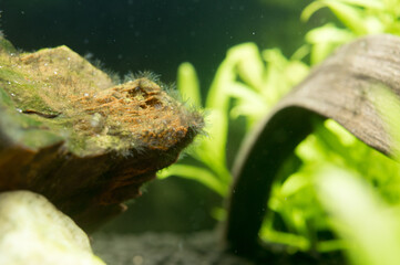 熱帯魚水槽の水質悪化でコケが生えた岩