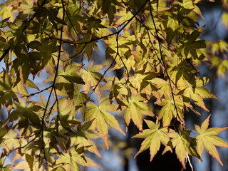 日に当たる紅葉