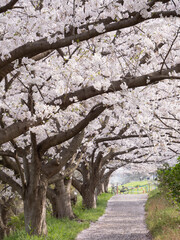 桜の小道