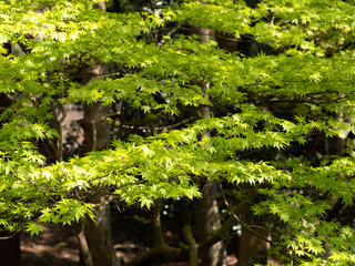 日に当たる葉っぱ